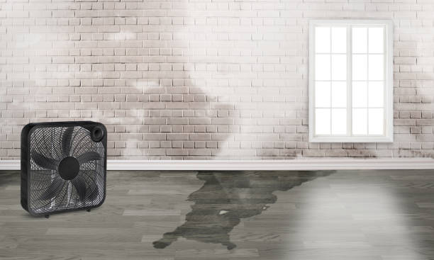 Best Water damage contractors near me  in Gunbarrel, CO